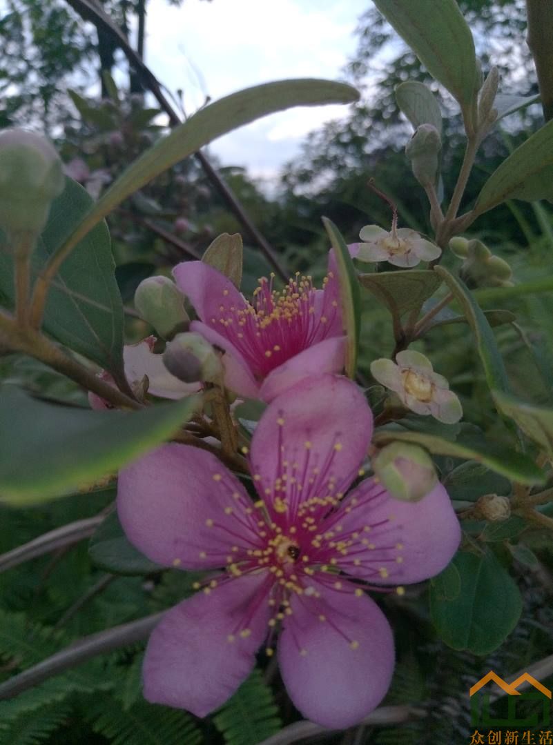 山花烂漫