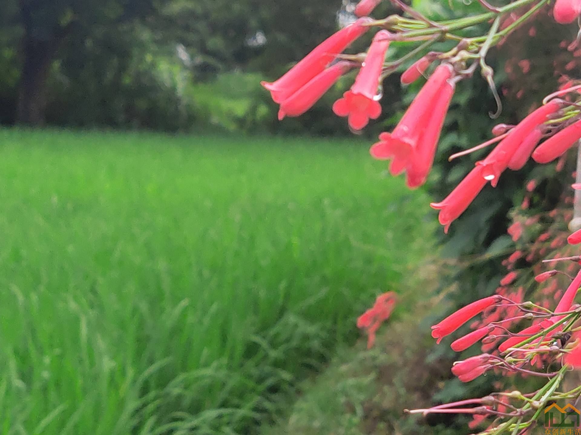 田野之初秋