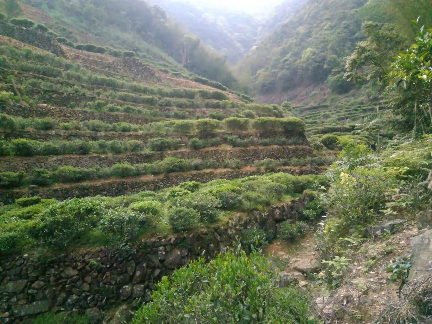 老茶痴带您走近洋西坑绿茶，揭开客家炒绿的神秘面纱..